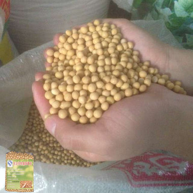 东北非转基因黄豆，黑龙江手选大豆